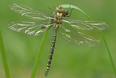 Newly emerged drying its wings extended