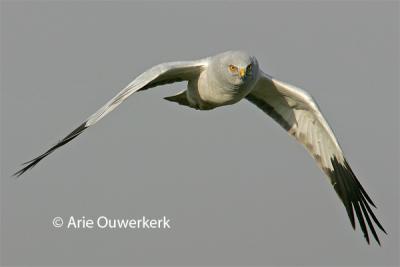 Hen Harrier  / Blauwe Kiekendief