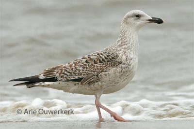 Great Black-backed Gull / Grote Mantelmeeuw