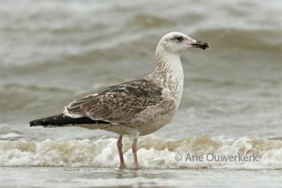 Great Black-backed Gull / Grote Mantelmeeuw