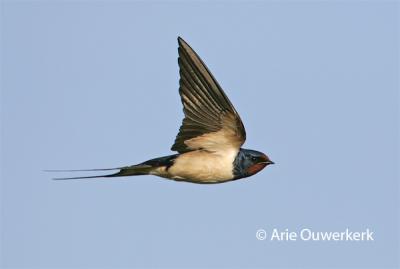 Barn Swallow - Boerenzwaluw - Hirundo rustica