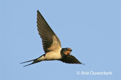 Barn Swallow - Boerenzwaluw - Hirundo rustica