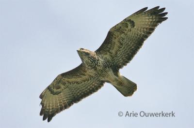 Common Buzzard - Buizerd - Buteo buteo