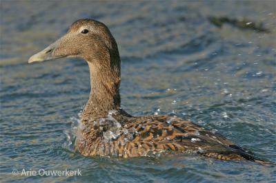 Common Eider - Eider - Somateria mollissima