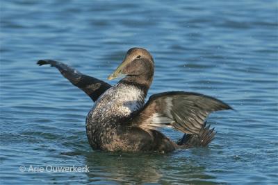 Common Eider - Eider - Somateria mollissima