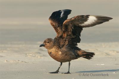 Great Skua - Grote Jager - Stercorarius skua