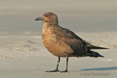 Great Skua - Grote Jager - Stercorarius skua