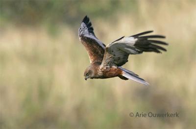 Western Marsh Harrier - Bruine Kiekendief - Circus aeruginosus