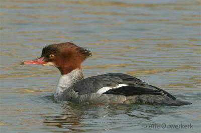 Goosander / Grote Zaagbek