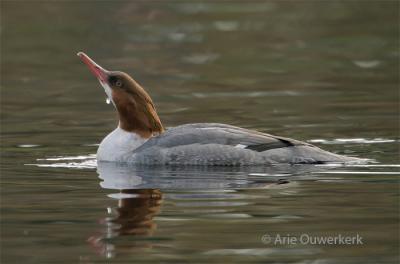 Goosander / Grote Zaagbek