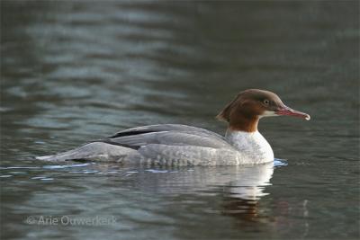 Goosander / Grote Zaagbek