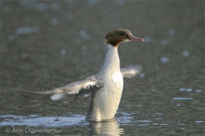 Goosander / Grote Zaagbek