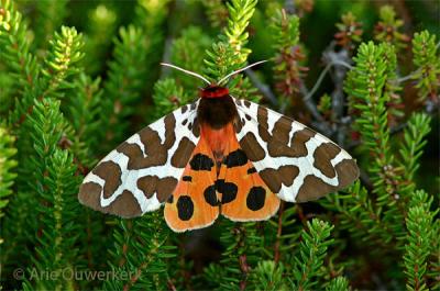 Garden Tiger Moth - Grote Beer - Arctia caja