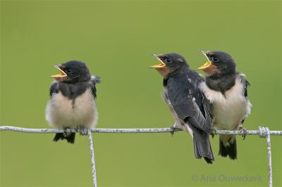 Barn Swallow - Boerenzwaluw - Hirundo rustica