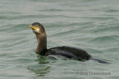 European Shag - Kuifaalscholver - Phalacrocorax aristotelis