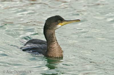 European Shag - Kuifaalscholver - Phalacrocorax aristotelis