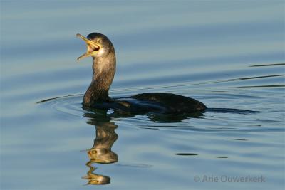 European Shag - Kuifaalscholver - Phalacrocorax aristotelis