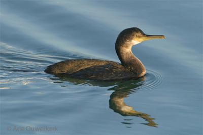 European Shag - Kuifaalscholver - Phalacrocorax aristotelis