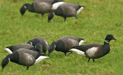 Black Brant - Zwarte Rotgans - Branta nigricans