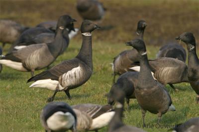 Black Brant - Zwarte Rotgans - Branta nigricans