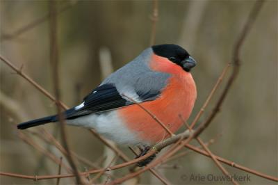 Northern Bullfinch / Goudvink