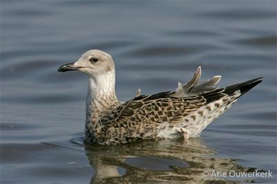 Lesser Black-backed Gull - Kleine Mantelmeeuw - Larus fuscus