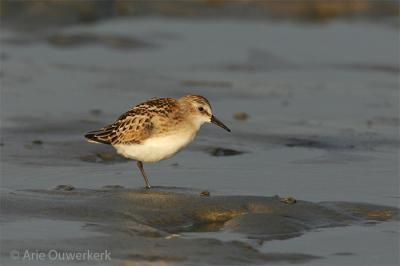 Little Stint / Kleine Strandloper