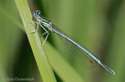 Blue Featherleg - Blauwe Breedscheenjuffer - Platycnemis pennipes