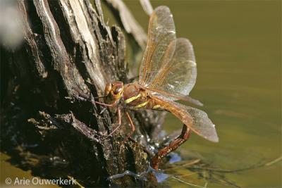 Brown Hawker - Bruine Glazenmaker - Aeshna grandis