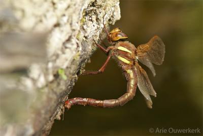 Brown Hawker - Bruine Glazenmaker - Aeshna grandis