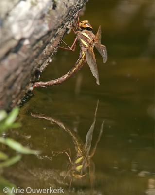 Brown Hawker - Bruine Glazenmaker - Aeshna grandis