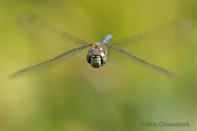 True Dragonflies - Echte Libellen - Anisoptera