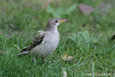 Roze Spreeuw - Rose-coloured Starling - Pastor roseus