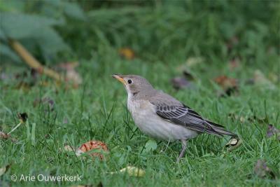 Roze Spreeuw - Rose-coloured Starling - Pastor roseus