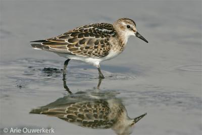 Little Stint / Kleine Strandloper