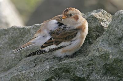 Snow Bunting - Sneeuwgors - Plectrophenax nivalis