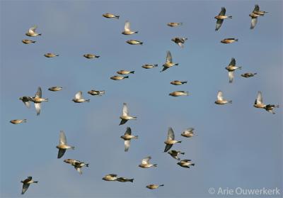 Common Linnet - Kneu - Carduelis cannabina