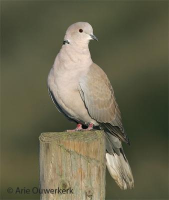 Eurasian Collared Dove - Turkse Tortel - Streptopelia decaocto