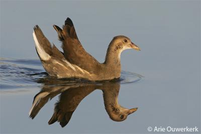 Common Moorhen - Waterhoen - Gallinula chloropus