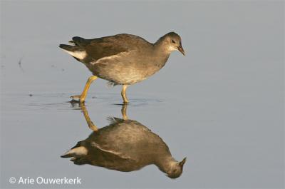 Common Moorhen - Waterhoen - Gallinula chloropus