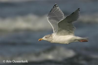 Zilvermeeuw - European Herring Gull - Larus argentatus