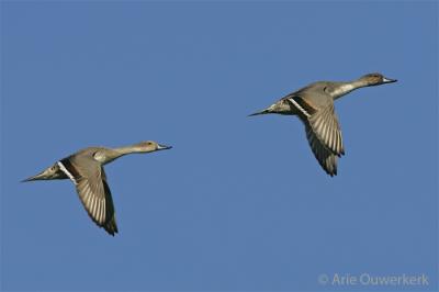 Northern Pintail / Pijlstaart