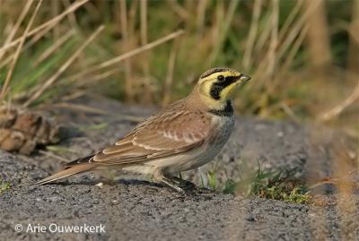 Shore (Horned) Lark - Strandleeuwerik - Eremophila alpestris