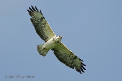 v3/08/586108/3/50526057.buizerd.pbase1.5.jpg