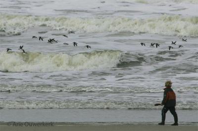 Little Auk - Kleine Alk - Alle alle
