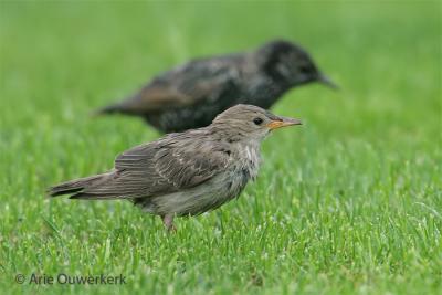 Roze Spreeuw - Rose-coloured Starling - Pastor roseus