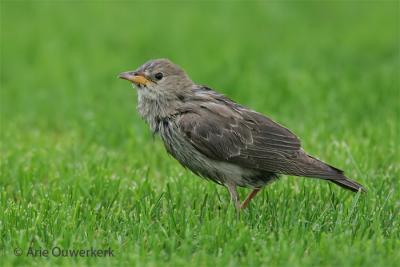 Roze Spreeuw - Rose-coloured Starling - Pastor roseus