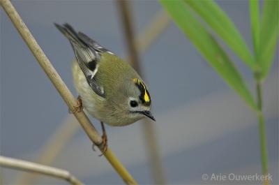 Goldcrest - Goudhaantje - Regulus regulus