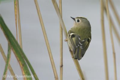 Goldcrest - Goudhaantje - Regulus regulus