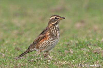 Redwing  - Koperwiek - Turdus iliacus